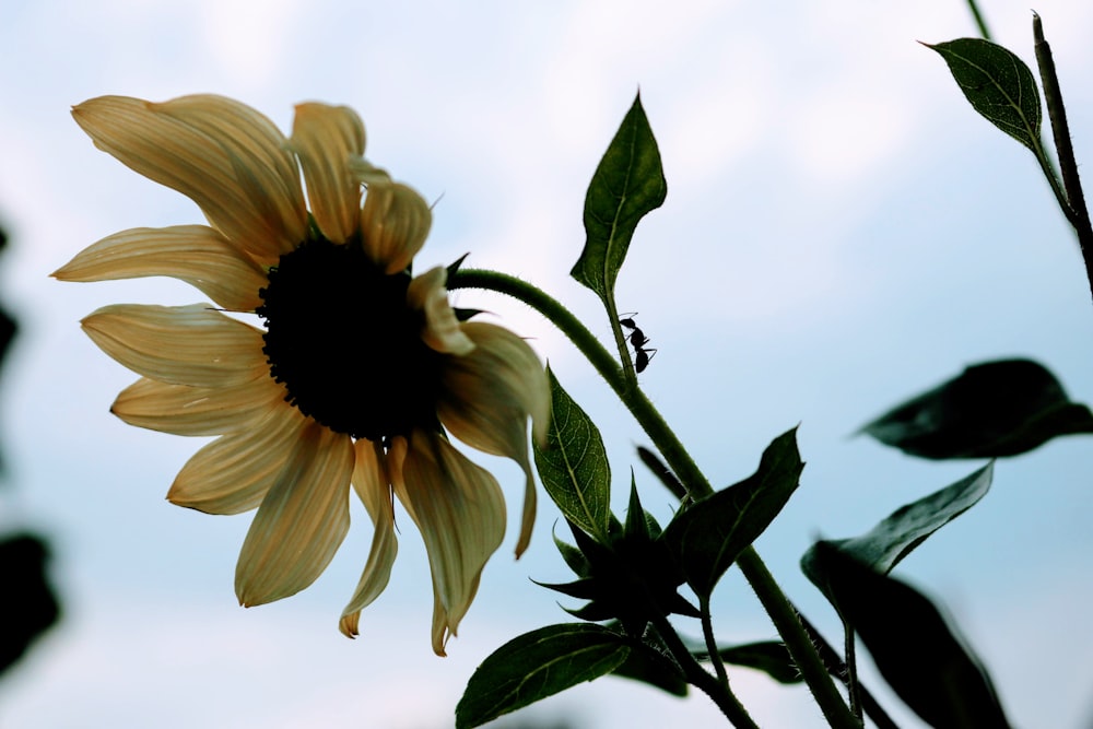 yellow sunflower in close up photography