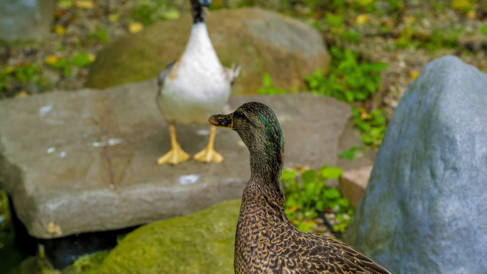 white and brown duck on green moss