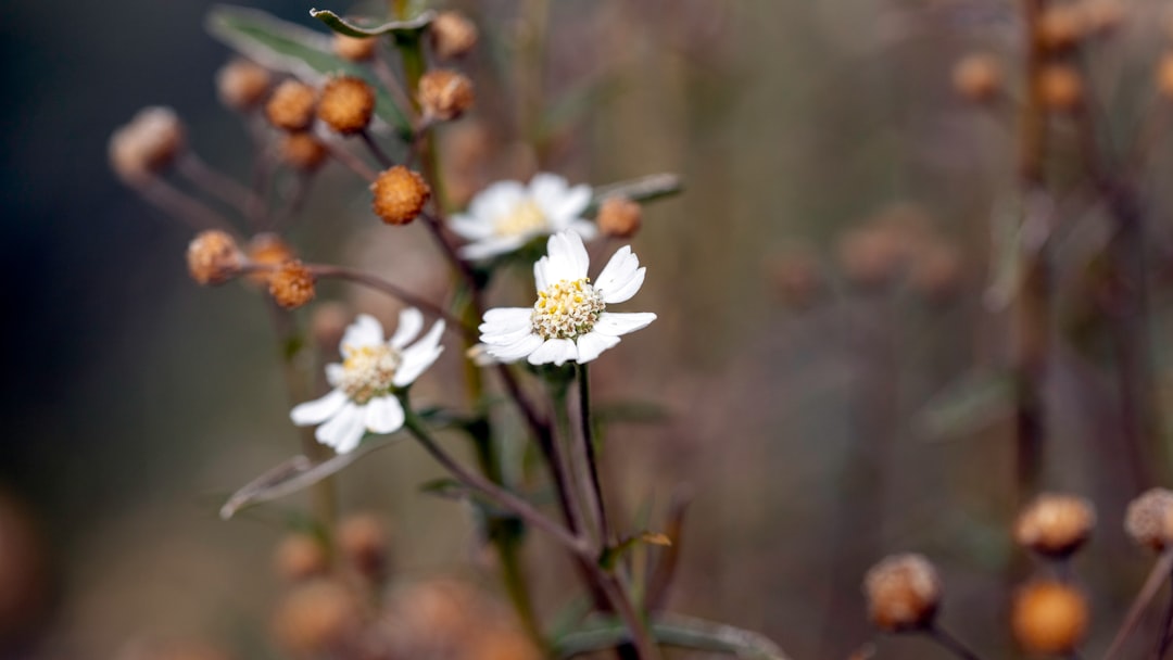 white and yellow flower in tilt shift lens