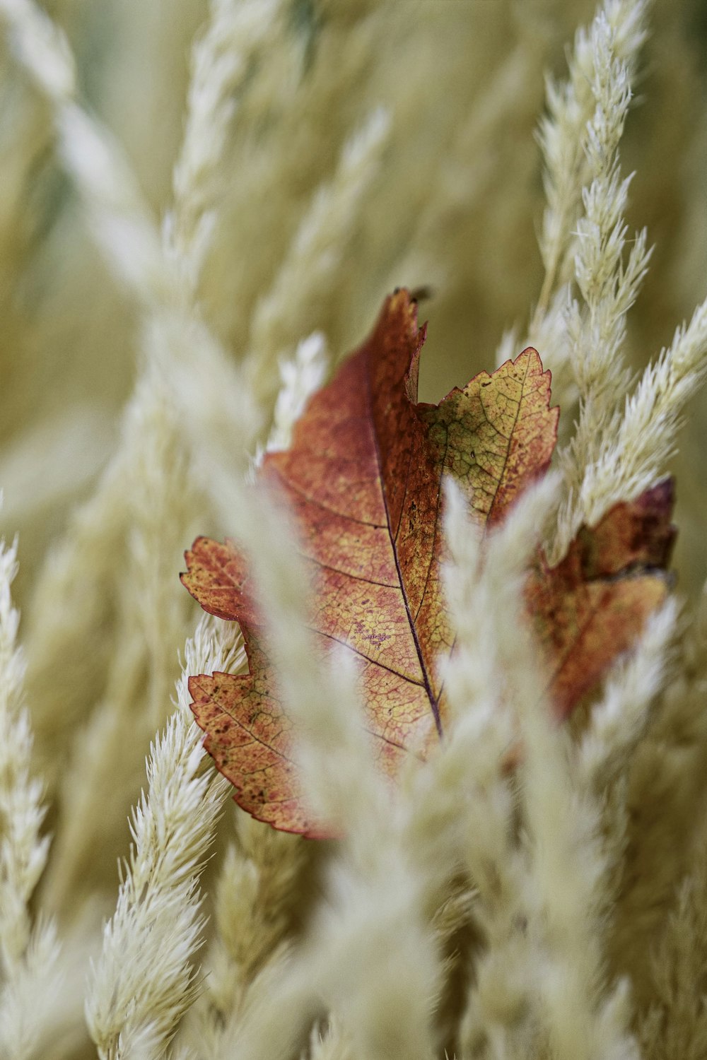 red and brown maple leaf