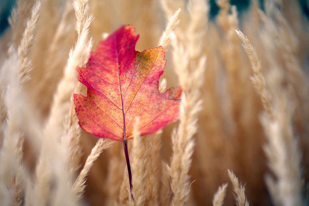 red maple leaf on brown wheat field