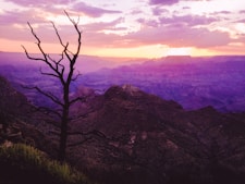 bare tree on mountain during sunset