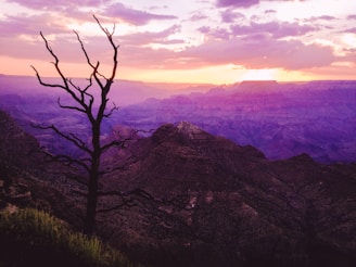 bare tree on mountain during sunset