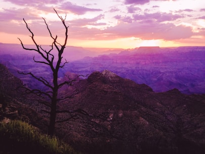 bare tree on mountain during sunset