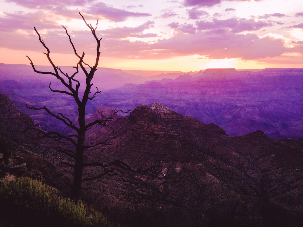 bare tree on mountain during sunset