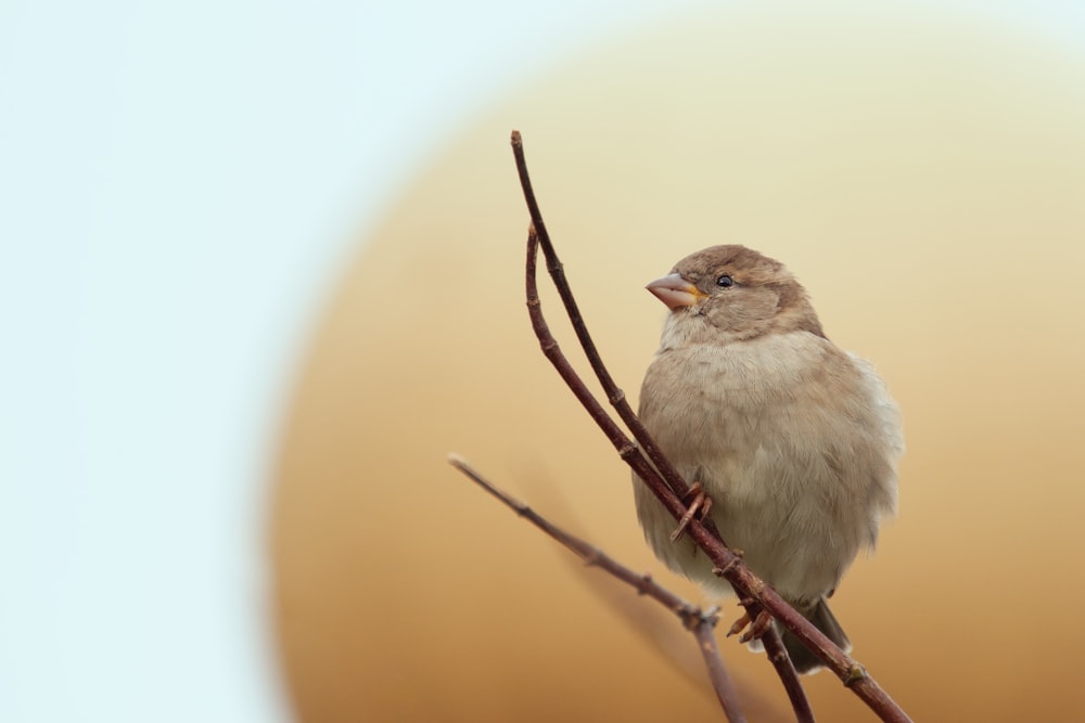 pájaro blanco y marrón en la rama de un árbol marrón