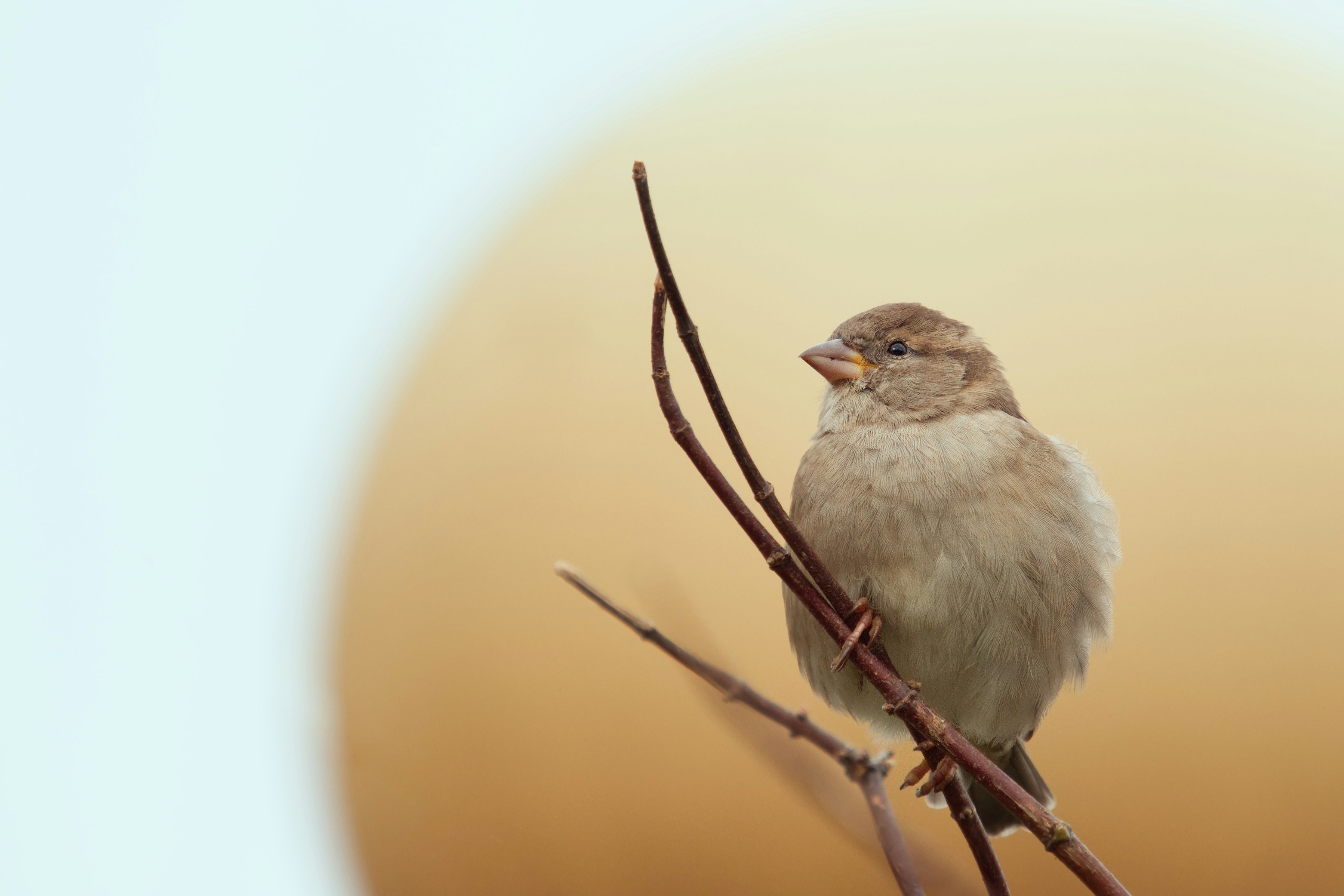 white and brown bird on brown tree branch