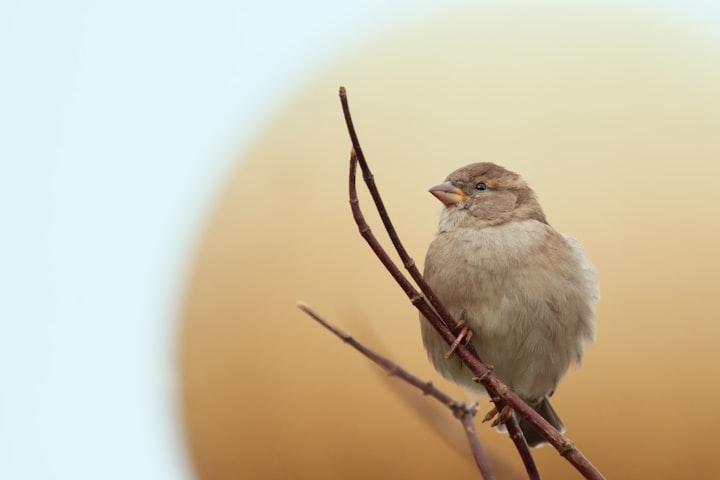 Sage Sparrow; Simplicity