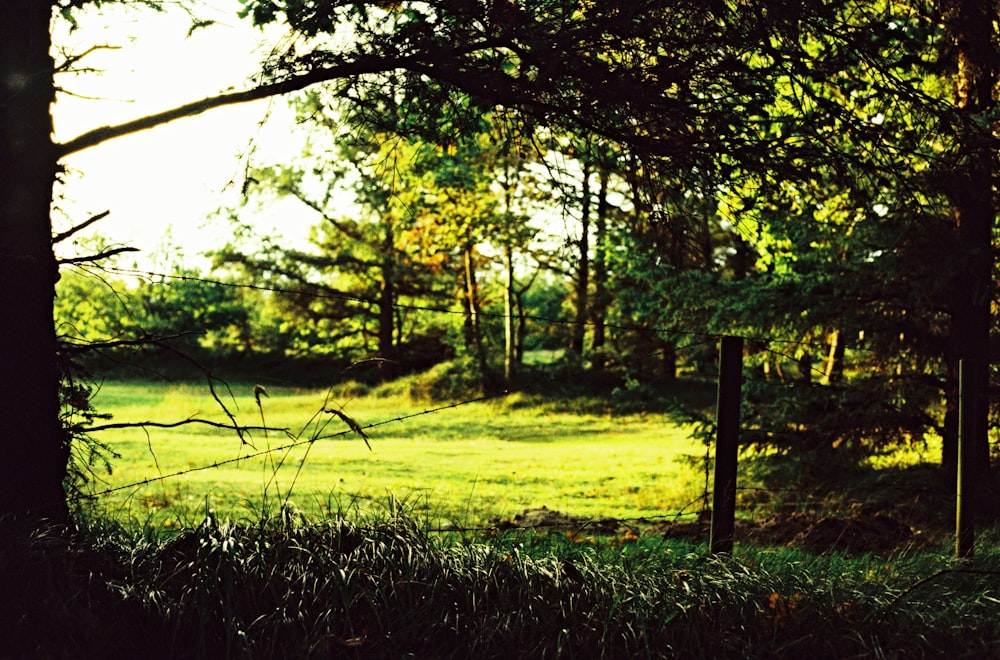 Campo de hierba verde con árboles durante el día