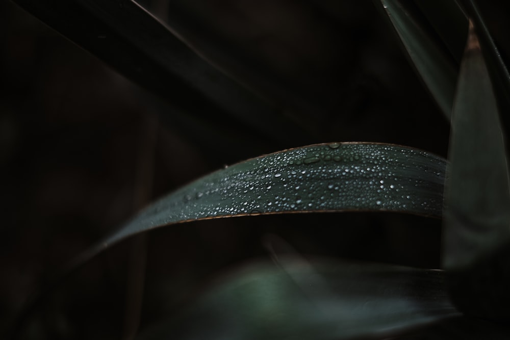 grayscale photo of leaf with water droplets