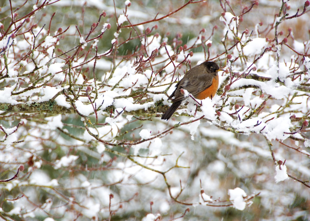 Uccello marrone e nero sul ramo dell'albero