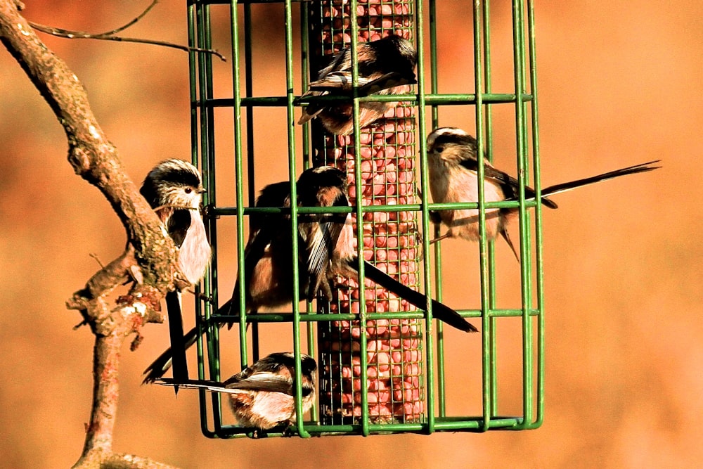 three birds on black metal cage