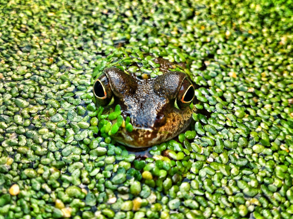 brown and black frog on green leaves