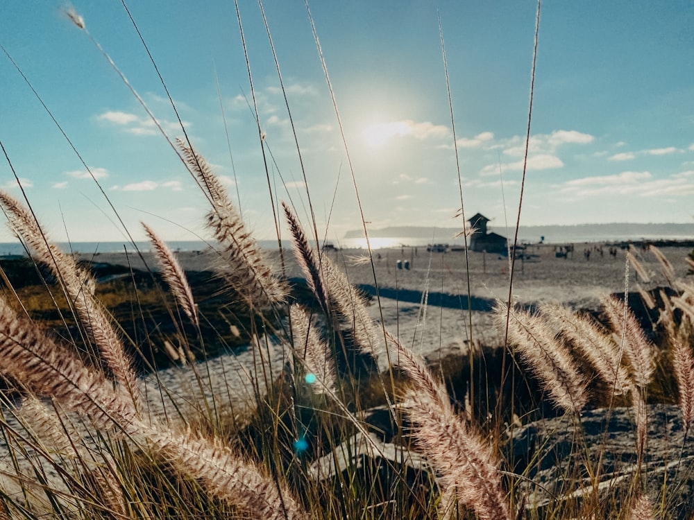 brown wheat field near body of water under blue sky during daytime