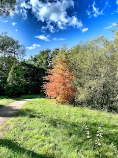 A scenic landscape featuring a family tree in a park.