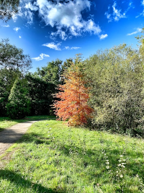 A scenic landscape featuring a family tree in a park.