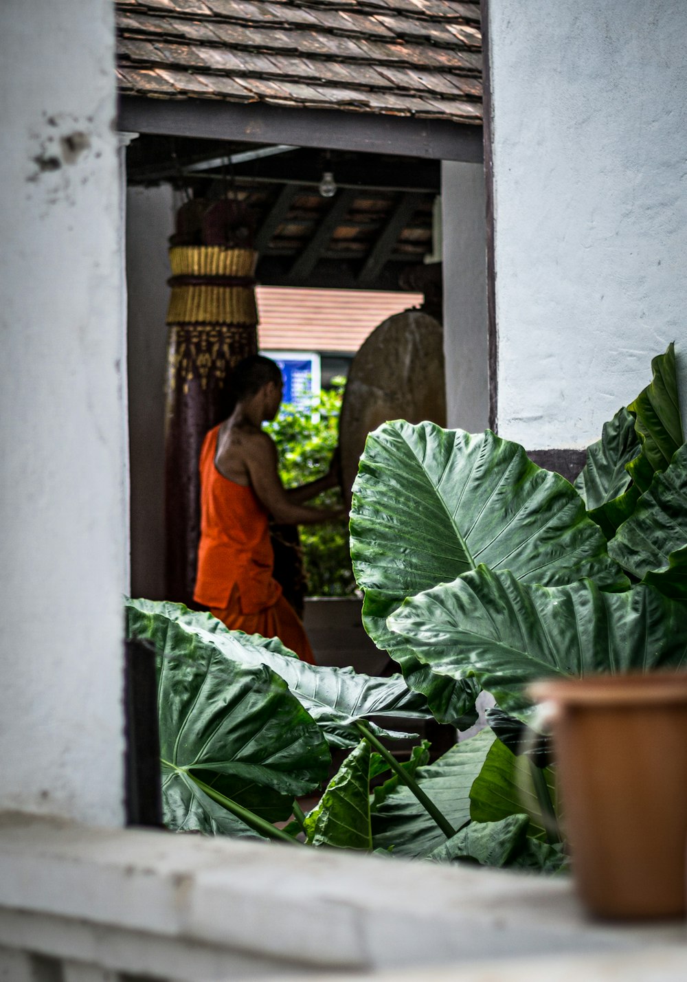 woman in orange dress standing beside green plant