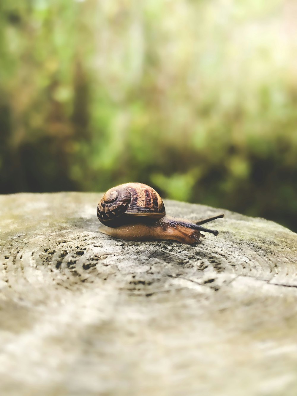 brown snail on gray rock