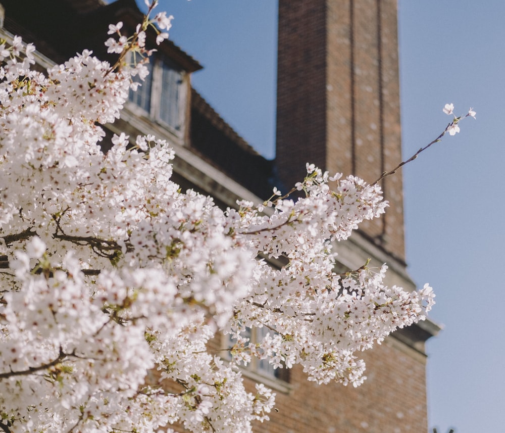 white cherry blossom tree near brown concrete building during daytime