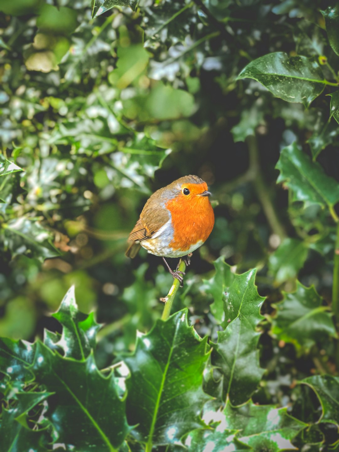 orange bird on green plant