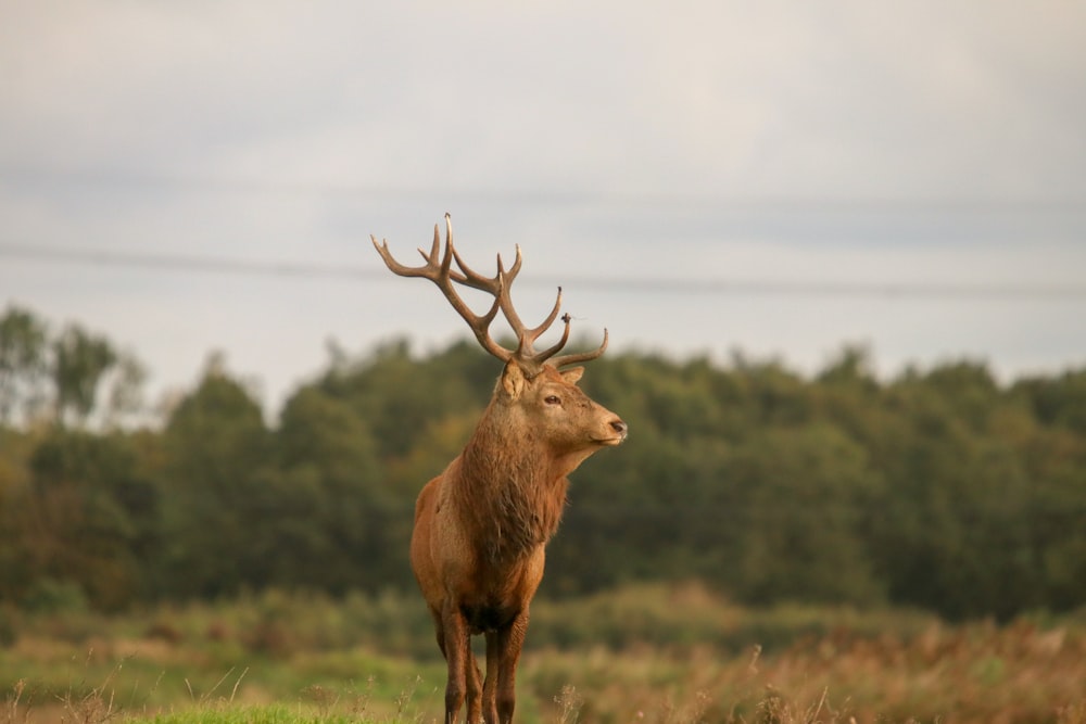 brown deer on green grass field during daytime