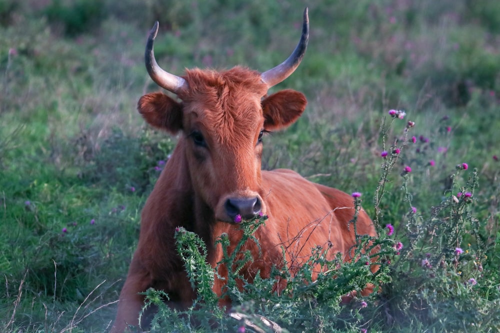 brown cow on green grass field during daytime