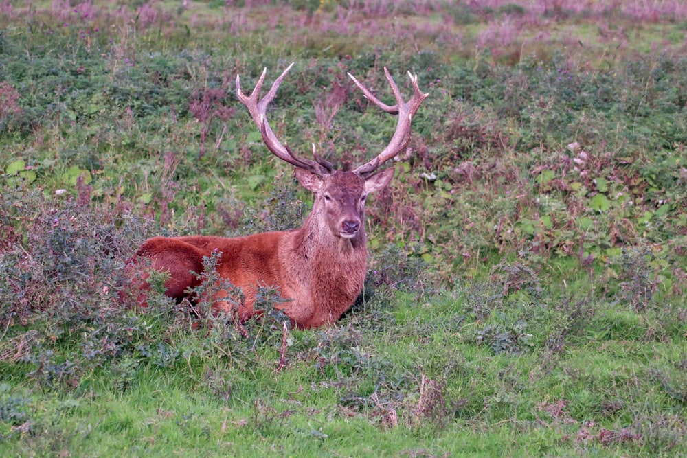 brown deer on green grass field during daytime