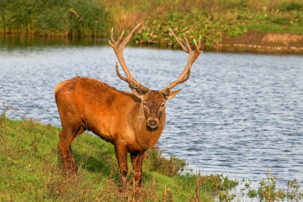 brown deer on green grass field near body of water during daytime