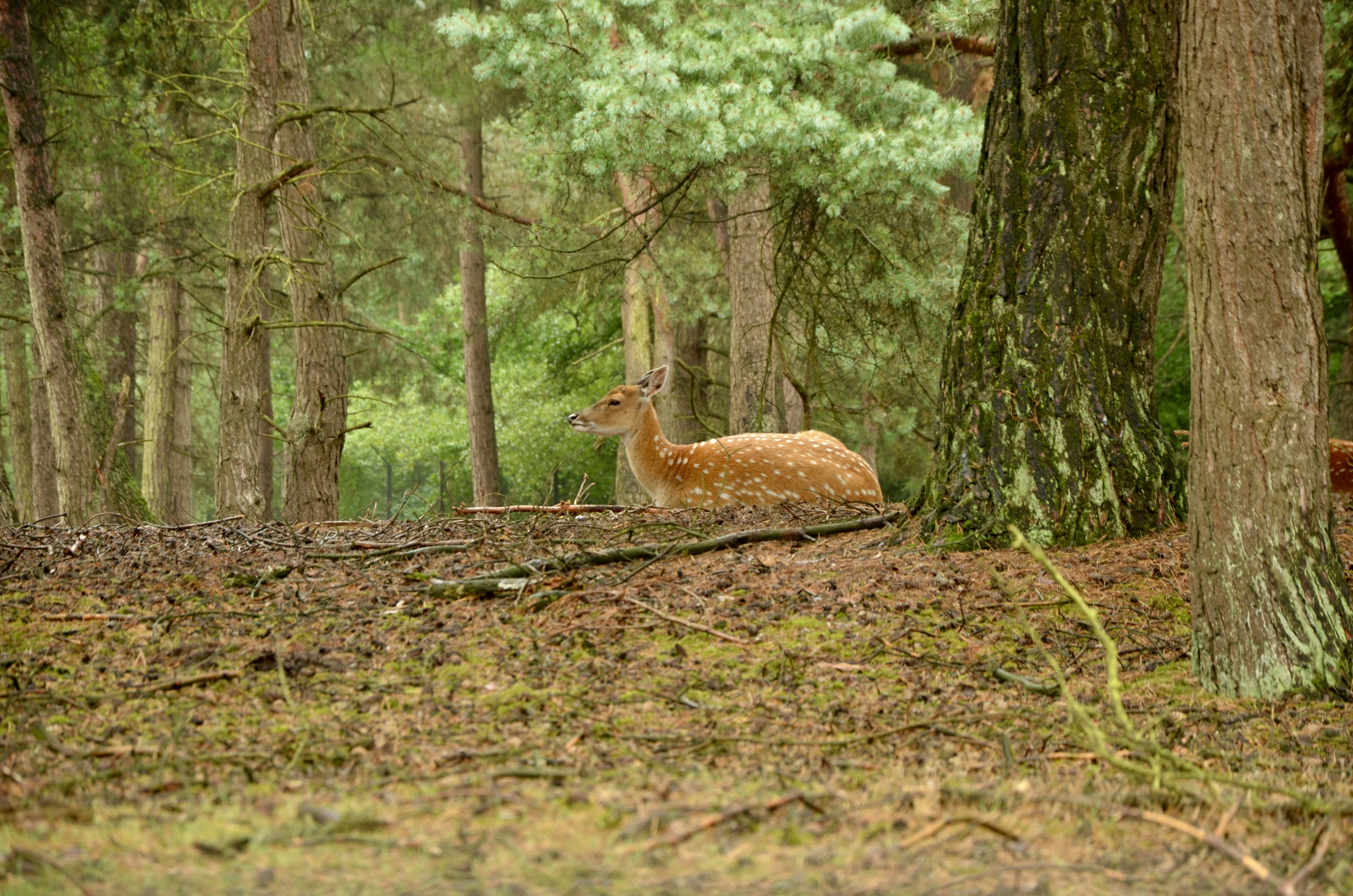 Afbeelding van Hilvarenbeek