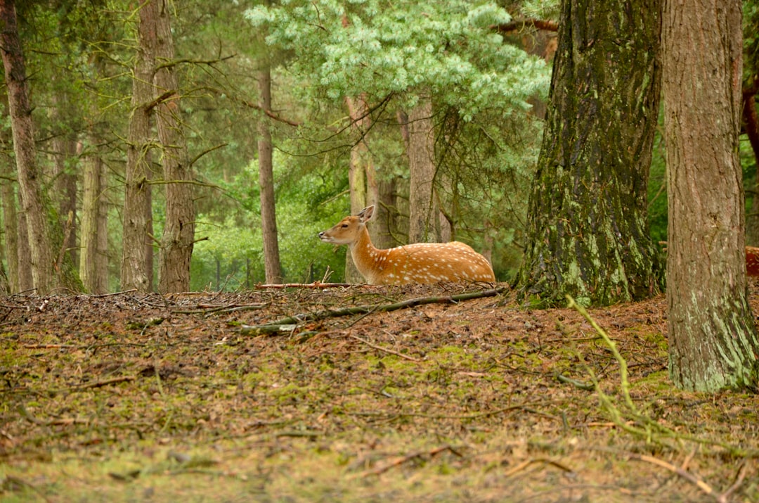 Forest photo spot Beekse Bergen Roosendaal