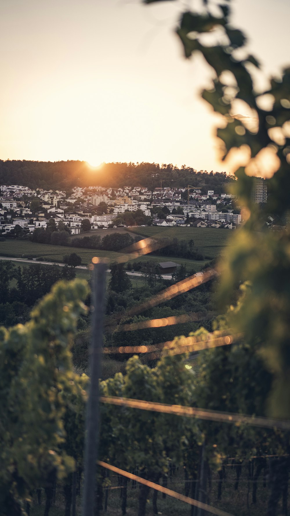 green trees and city buildings during sunset