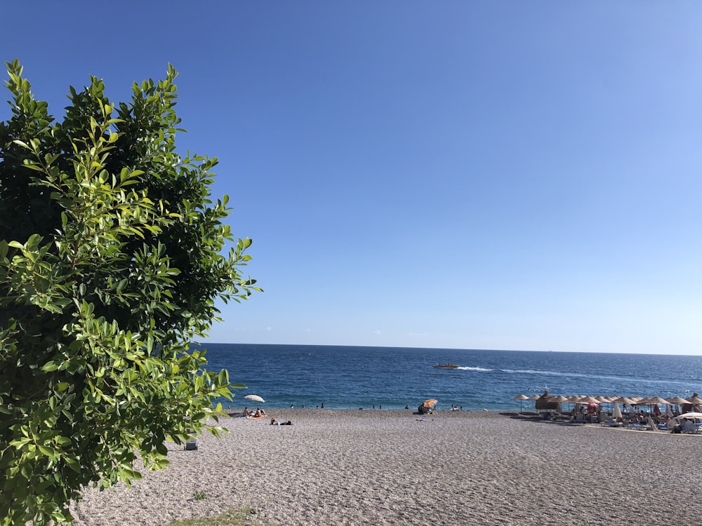 people on beach during daytime