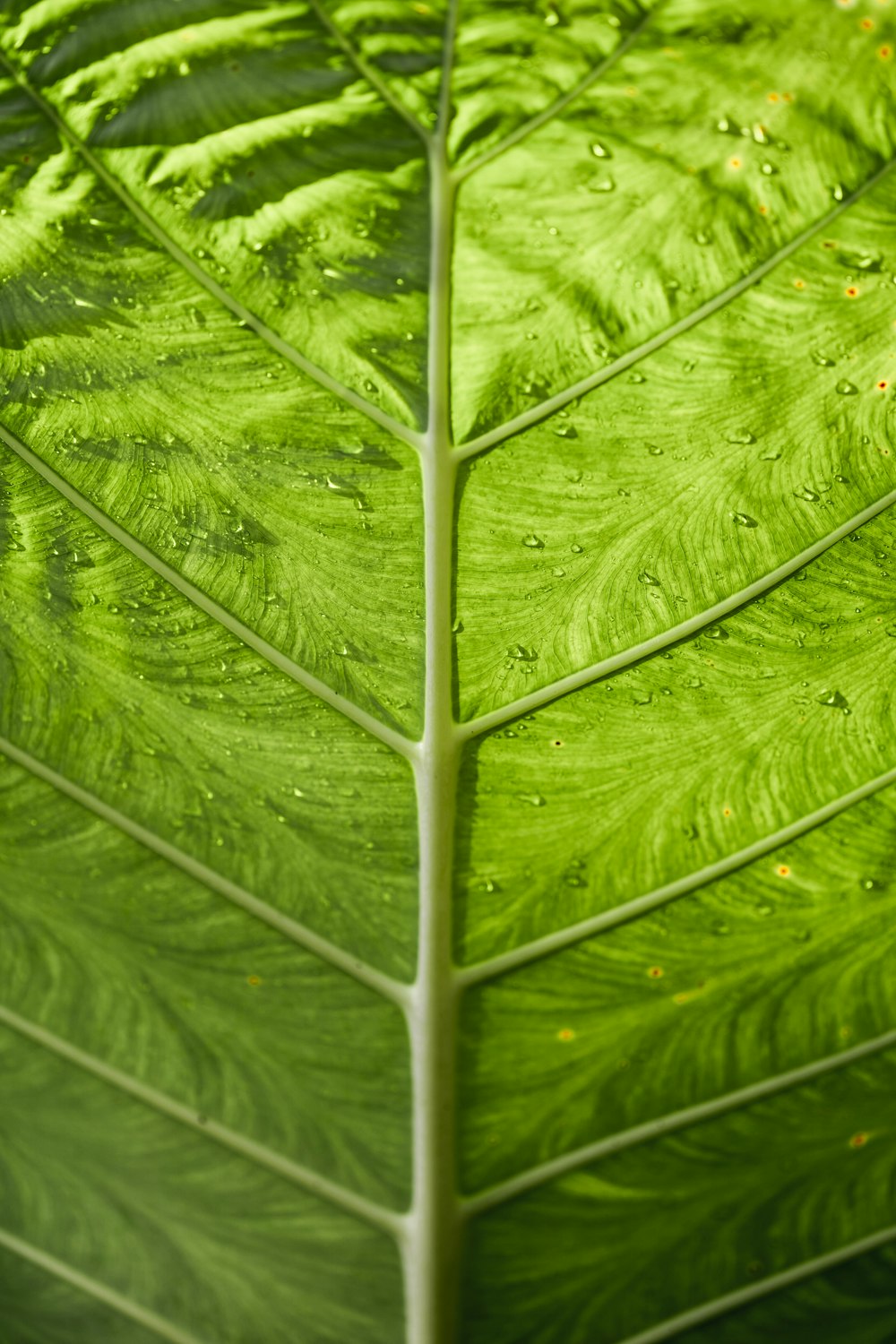 green leaf plant in close up photography