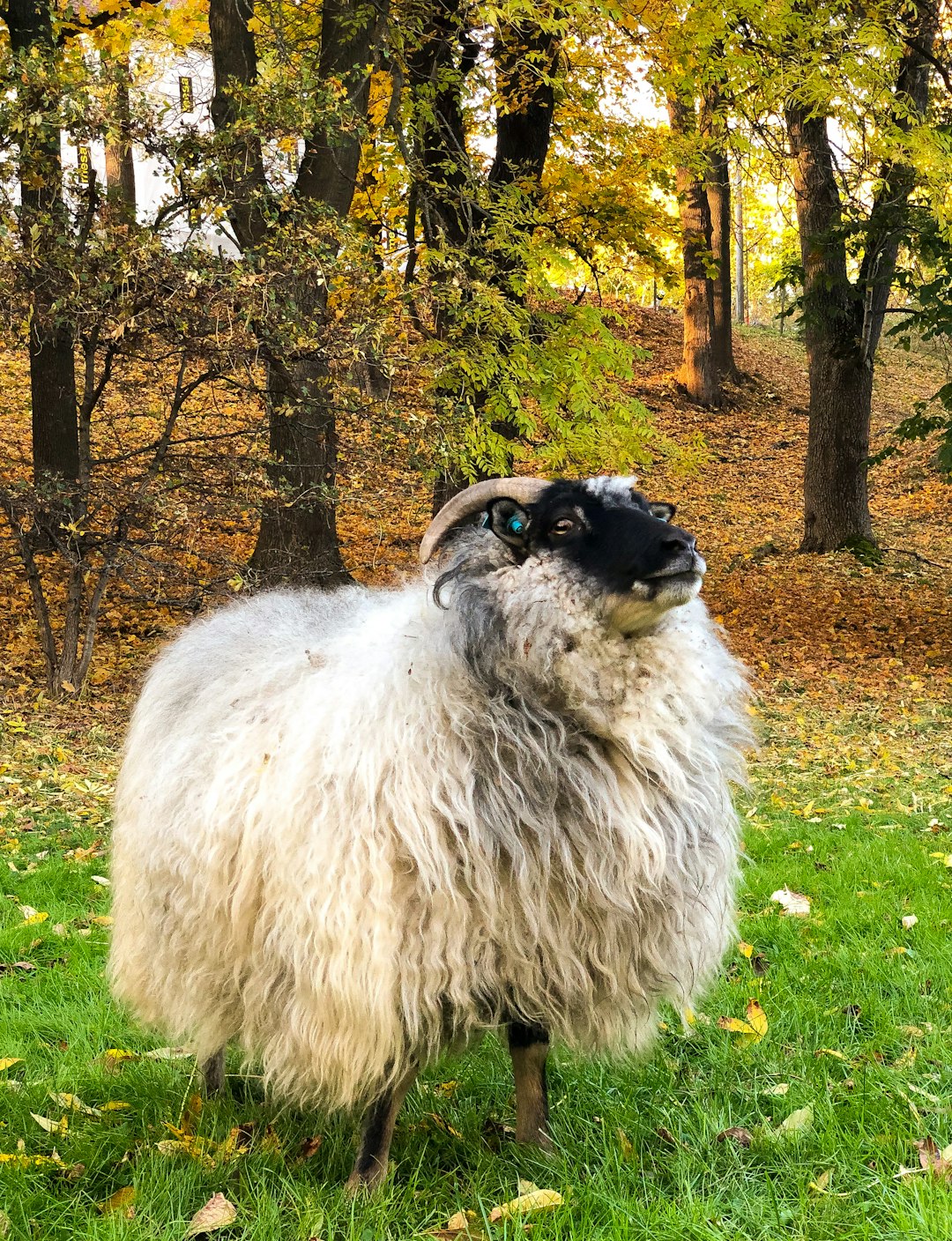 white and black sheep on green grass field during daytime