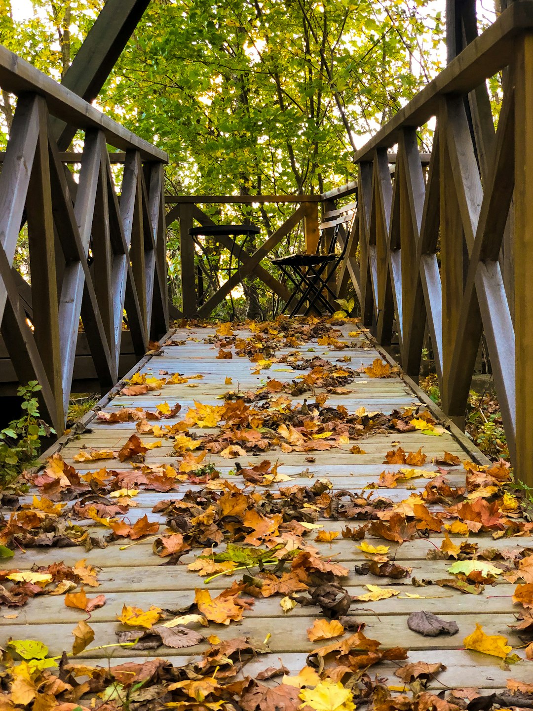 brown leaves on brown wooden bridge