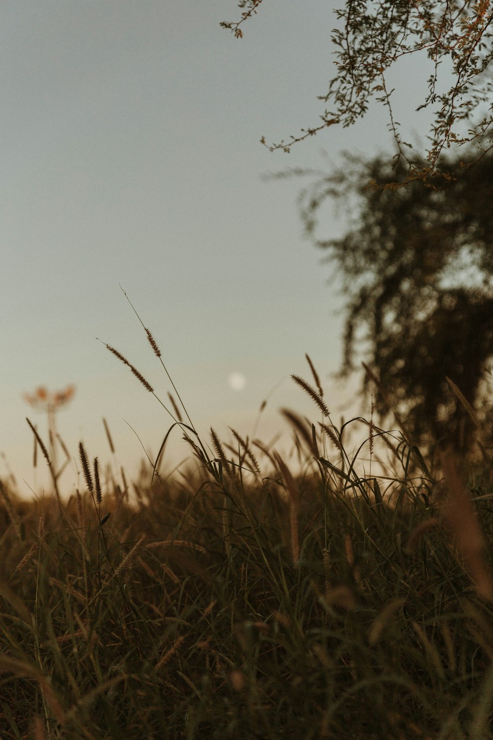 brown grass field during daytime