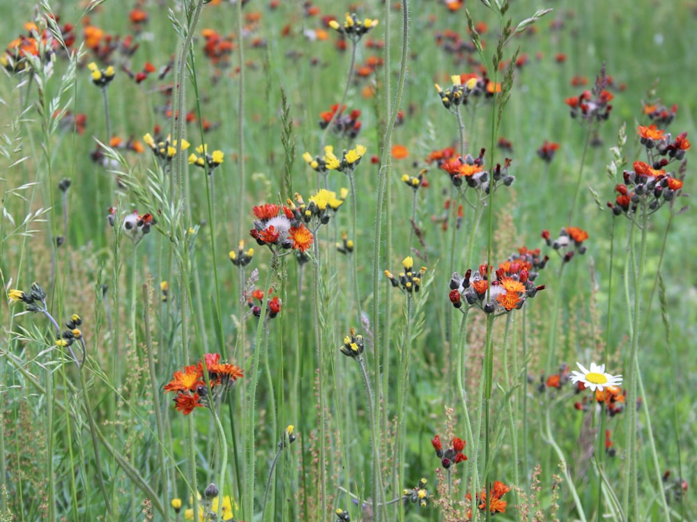 orange and white flowers in bloom during daytime