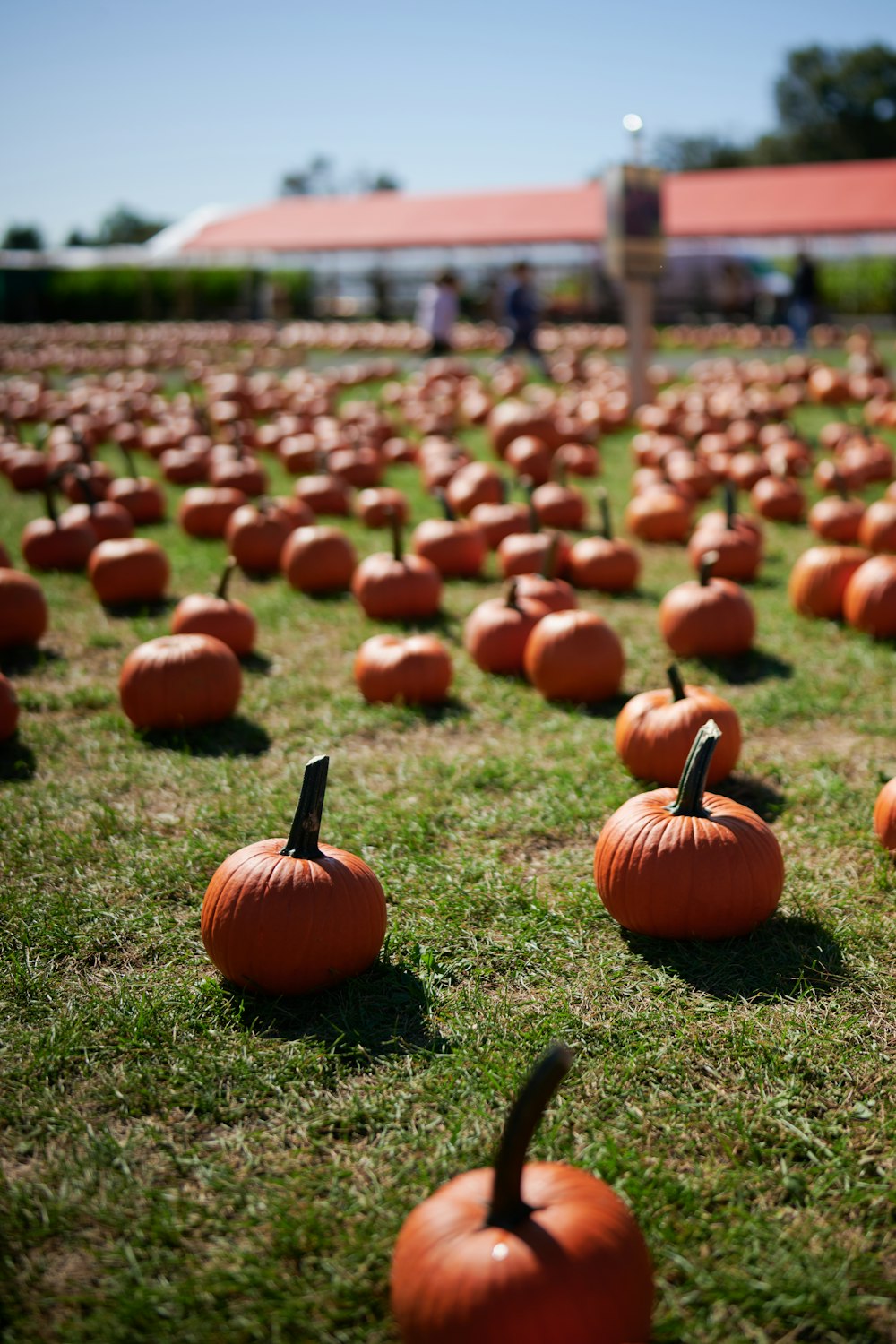 orange pumpkins on green grass during daytime