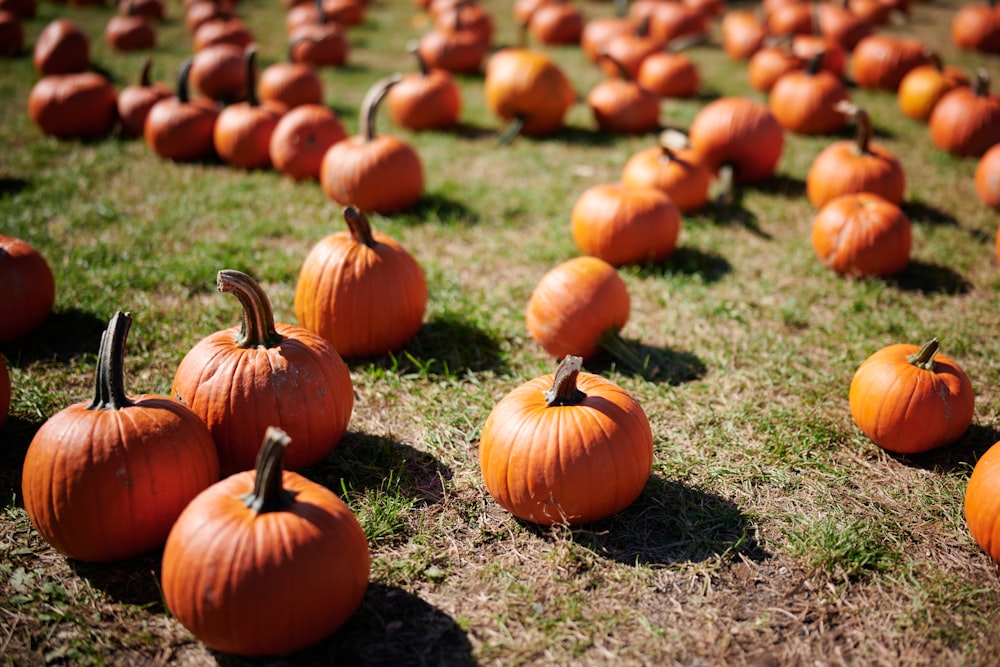 orange pumpkins on green grass during daytime