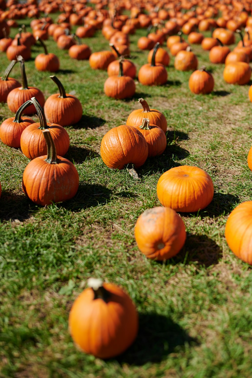 orange pumpkins on green grass during daytime