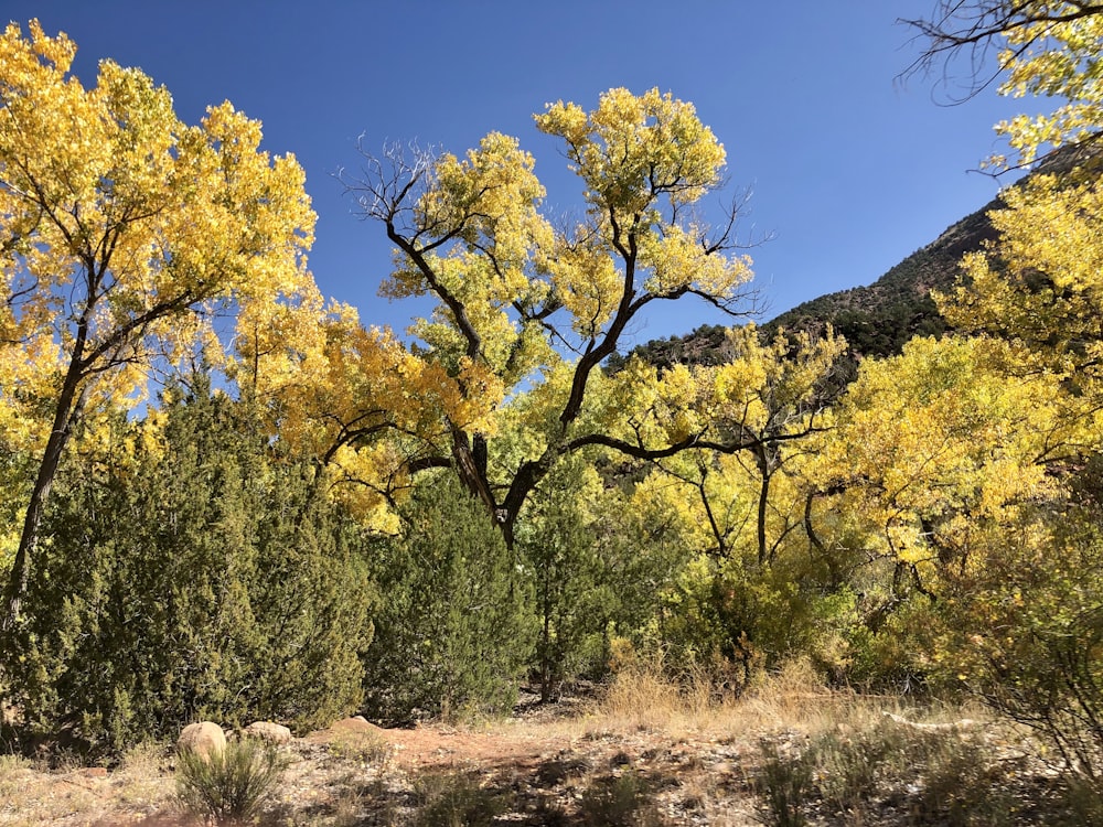 yellow leaf tree on brown field during daytime