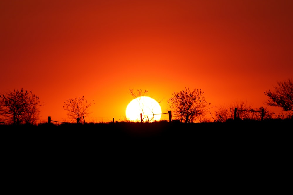 silhouette of trees during sunset