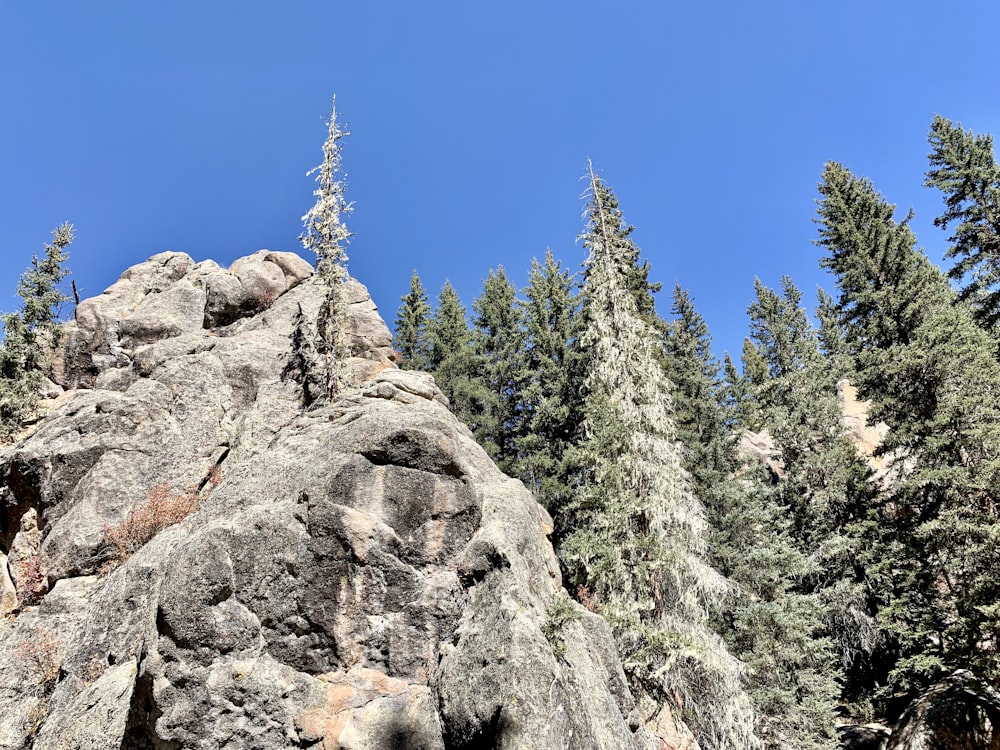 pine tree on rocky mountain under blue sky during daytime