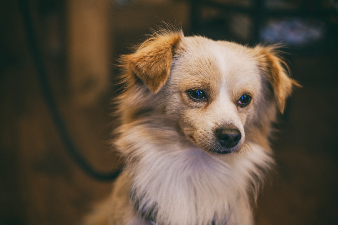 white and brown long haired small dog