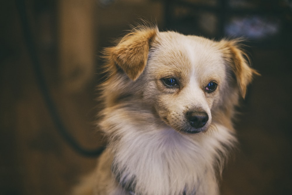 白と茶色の長毛の小型犬