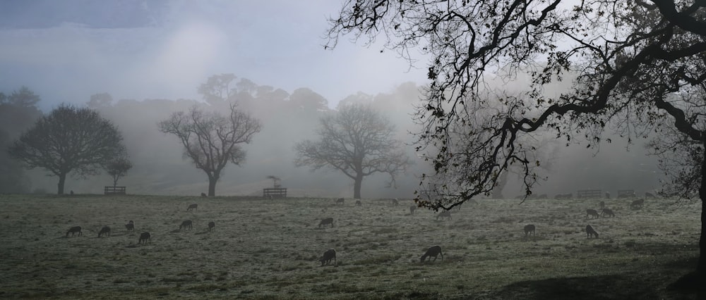 bare trees on green grass field during foggy day