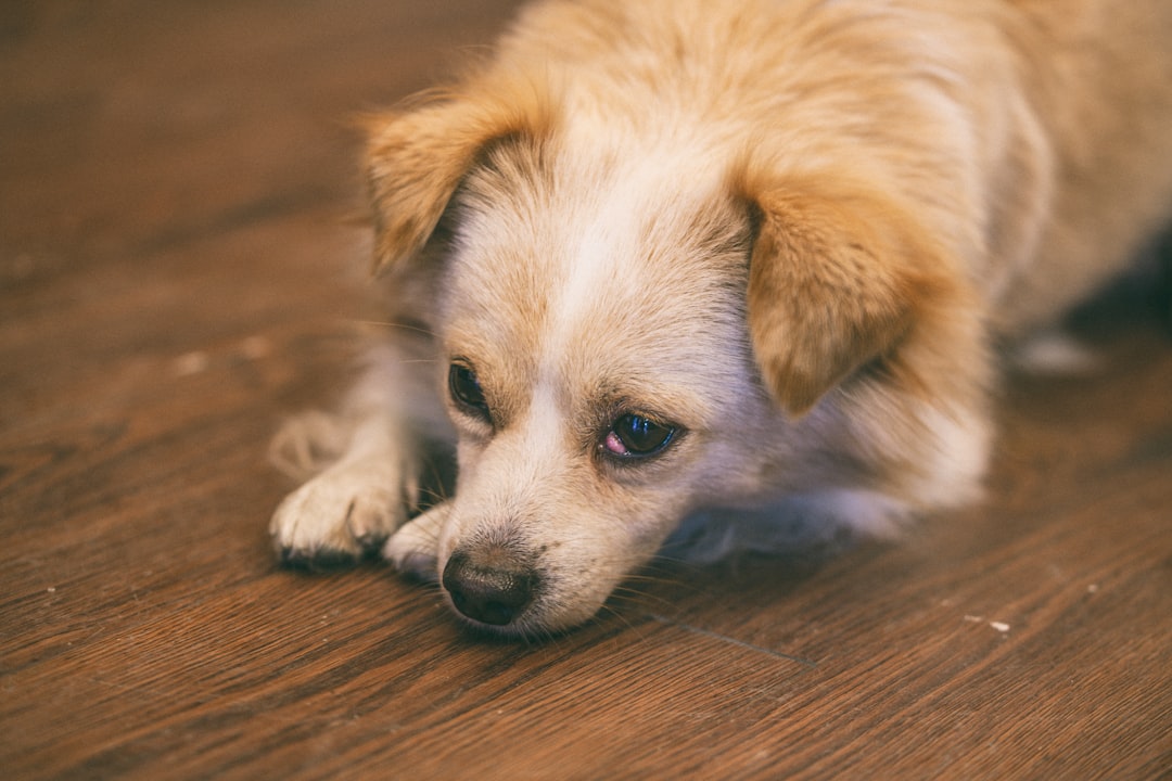 white and brown short coated small dog lying on brown wooden floor