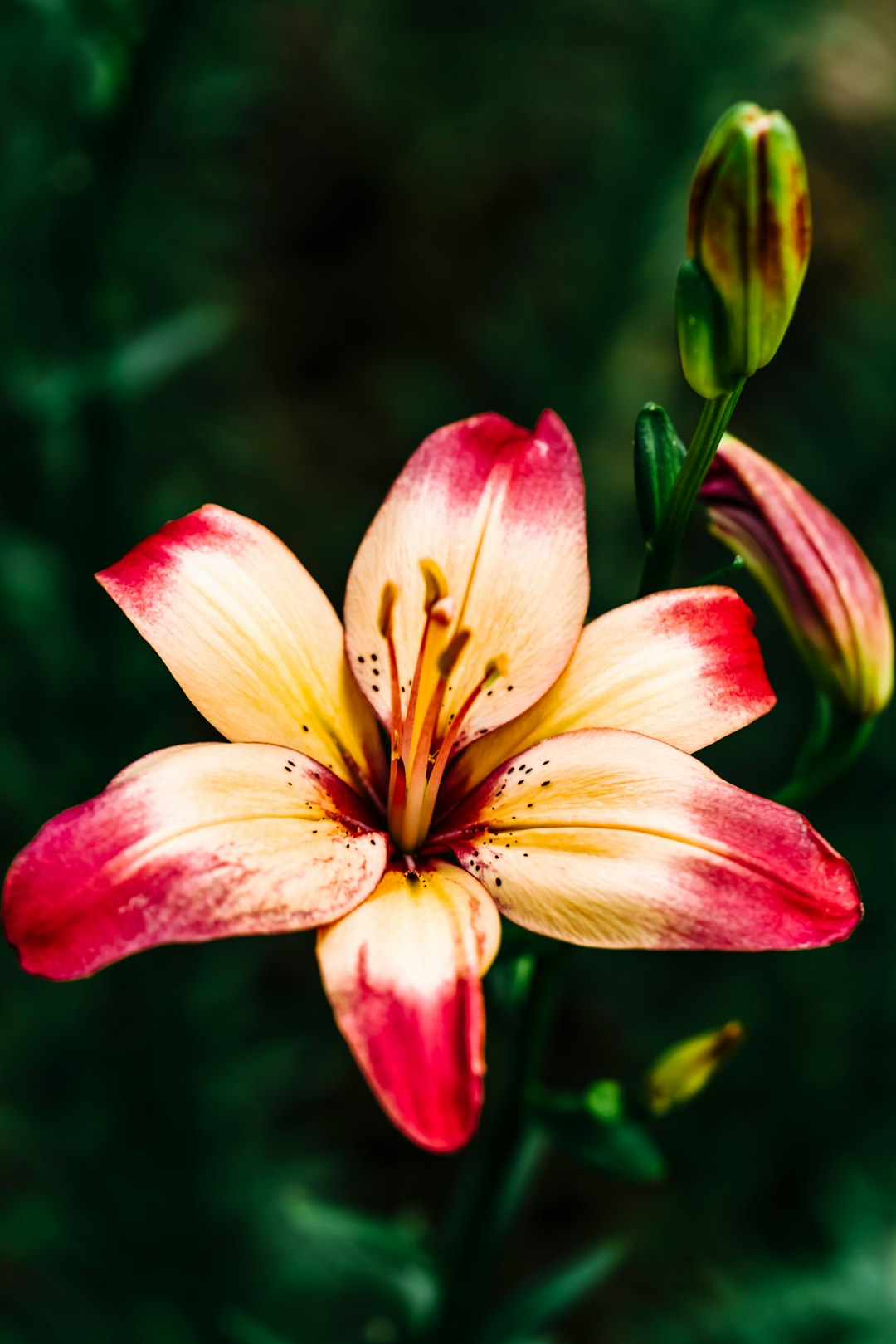 pink and yellow flower in tilt shift lens