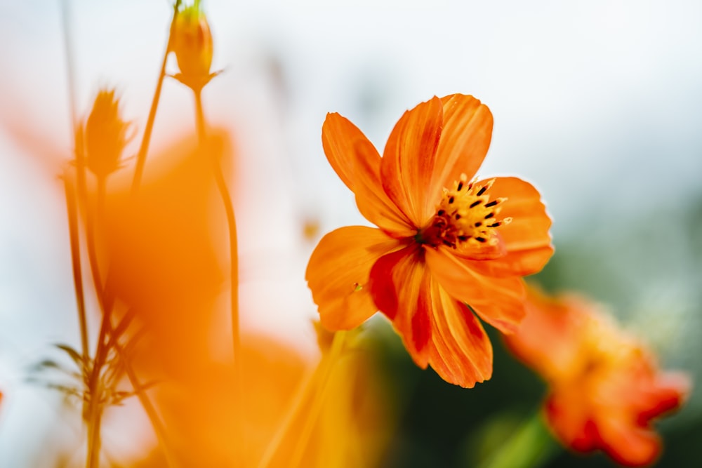 orange flower in tilt shift lens