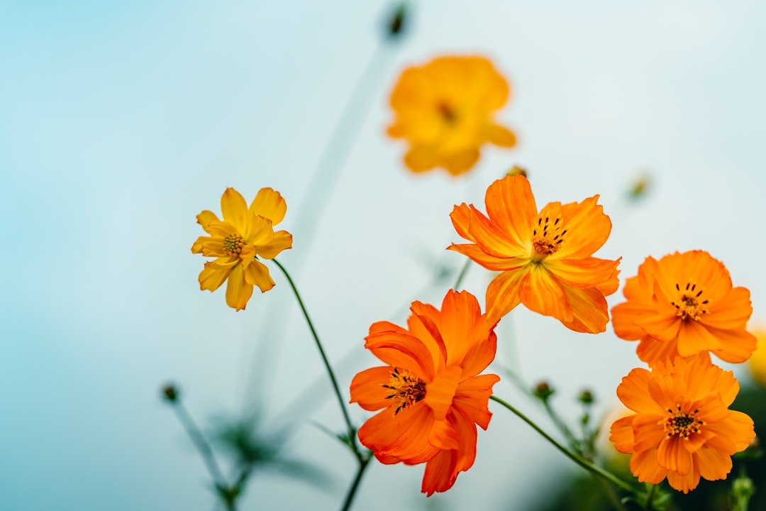 yellow flowers in tilt shift lens